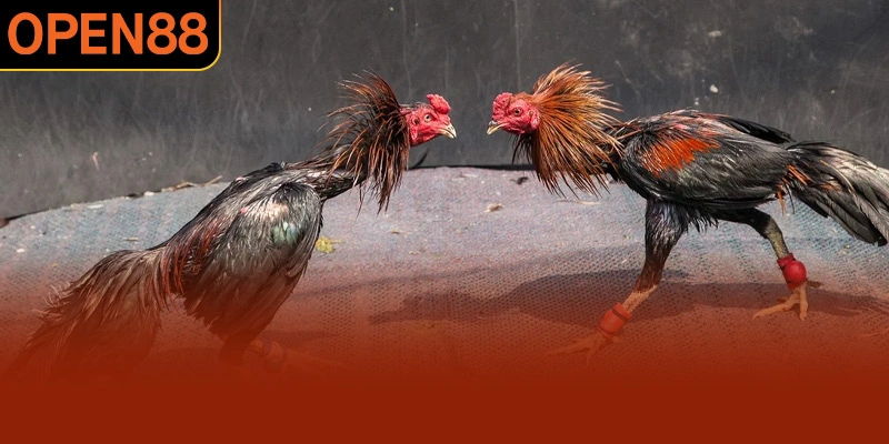 Bộ môn đá gà cựa sắt cực kỳ được yêu thích