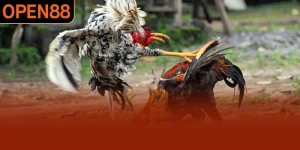 Đá Gà Cựa Sắt - Loại Hình Giải Trí Hấp Dẫn Số 1 Tại OPEN88