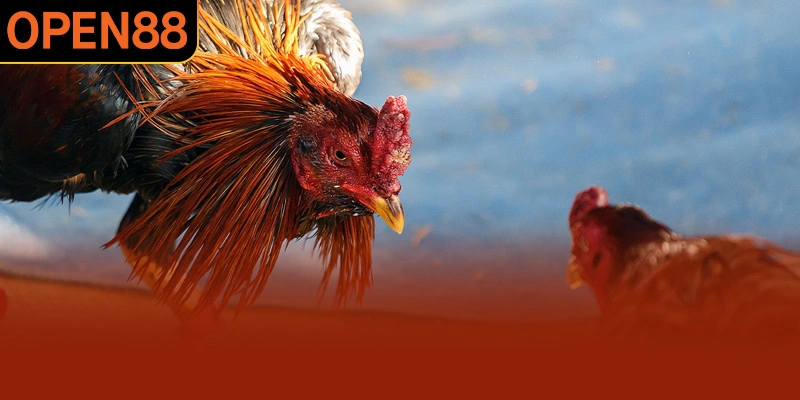 Đá gà đòn sở hữu độ kịch tính cực cao