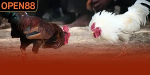Đá Gà Đòn Và Những Thông Tin Cần Nắm Khi Đặt Cược Tại OPEN88