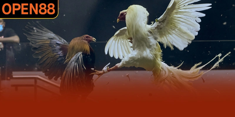 Chiến kê cần được phân hạng cân trước khi thi đấu